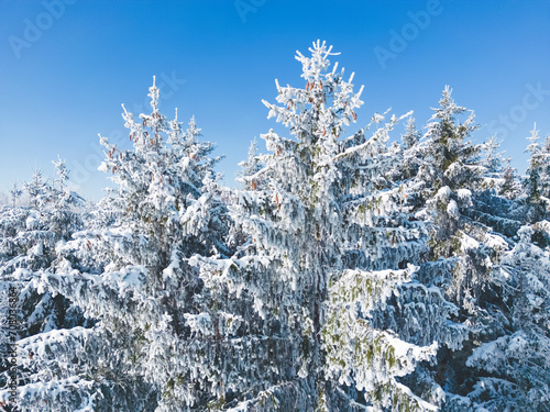 Frozen trees against a perfect blue sky in a winter wonderland in southern Bavaria, Germany