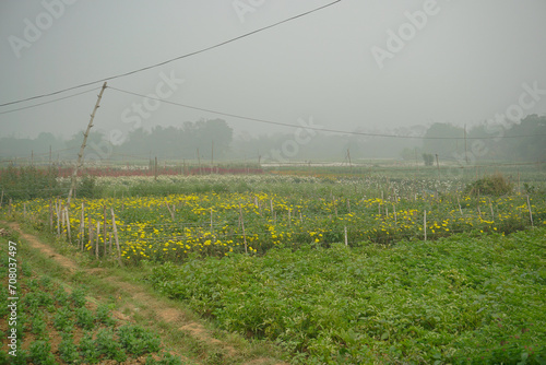 Potato farming, starchy root vegetable consumed as a staple food in India. Tubers of the plant Solanum tuberosum. Agriculture field in winter morning at valley of flowers, Khirai, West Bengal, India. photo