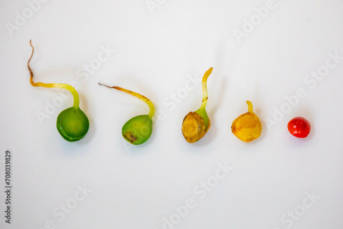 Seed of the Brazilian tree known as (Brazilwood) Paubrasilia echinata or Caesalpinia echinata, germinating in moist soil photo