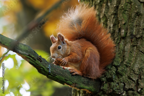 Cute young red squirrel in a natural park in warm morning light. Very cute animal, interesting about its surroundings, colorful, looking funny. Jumping and climbing trees, running, eating © janstria