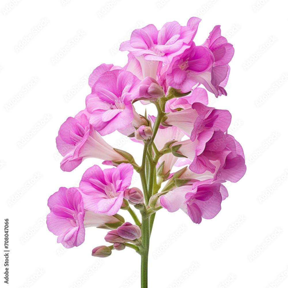 A bouquet of pink Matthiola (Stock) flowers, close-up view A bouquet of pink Matthiola (Stock) flowers, close-up view