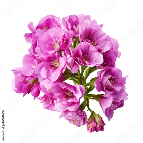 A bouquet of pink Matthiola (Stock) flowers, close-up view