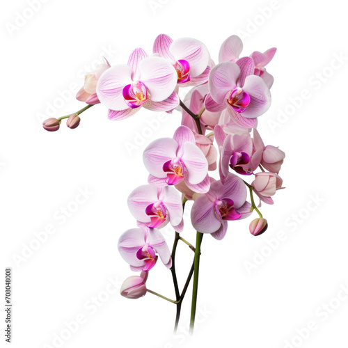 bouquet pink Cattleya Orchid  Mature charm 