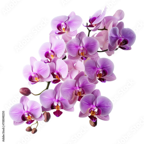 bouquet pink Cattleya Orchid  Mature charm  3 
