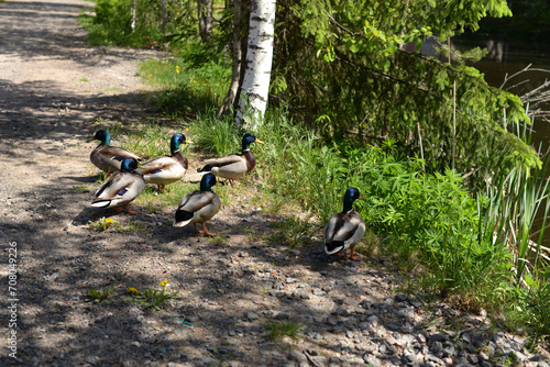 Ducks near the pond on a sunny summer day, birds in the city, ecology, feeding wild ducks, walking with children, park, lake