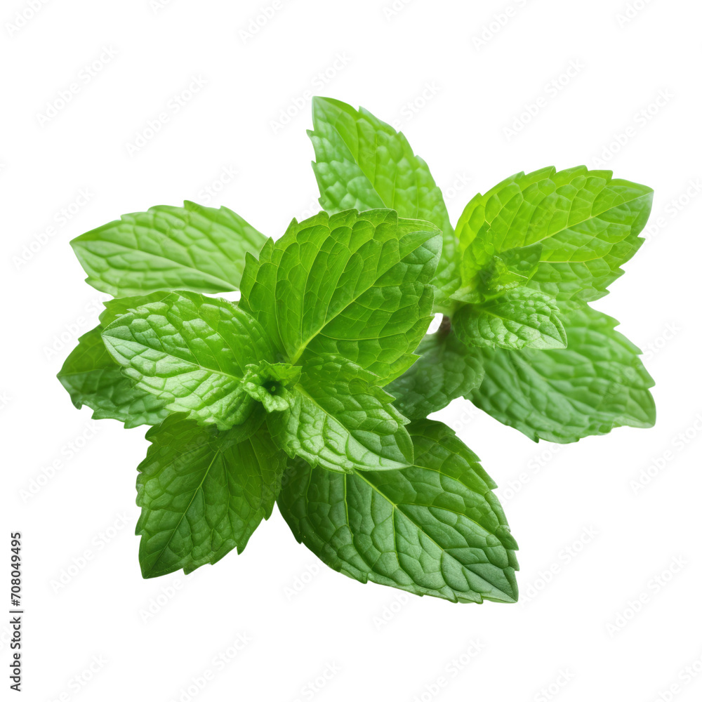 Fresh and vibrant peppermint leaves Fresh and vibrant peppermint leaves
