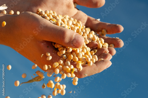 Human hands pouring soy beans