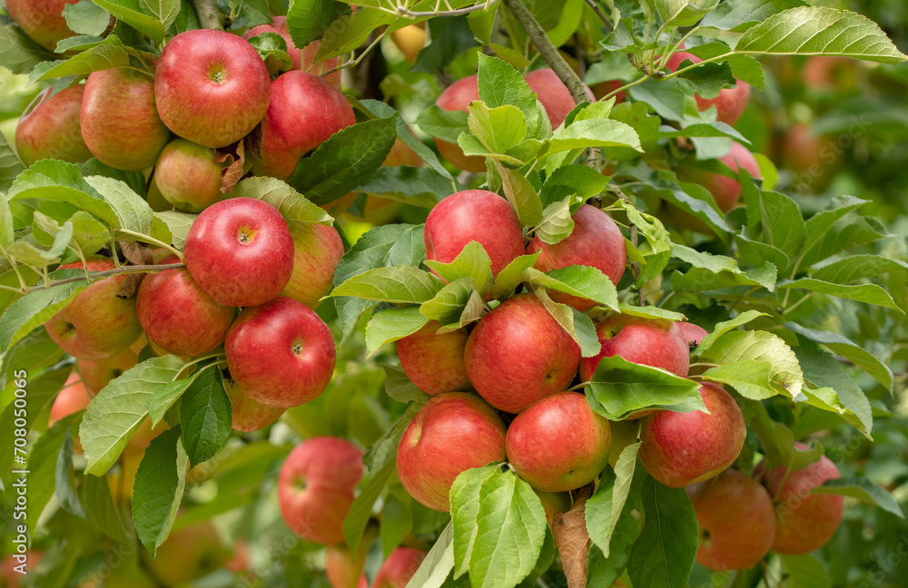 Bunch of organic red apples on a branch produced in a small family orchard. Local producers support concept. Delicious organic red apples. Apples background.