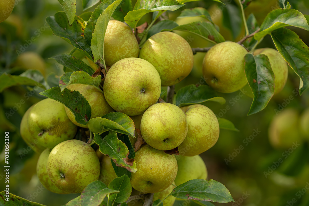 A bunch of delicious Golden apples on a tree branch. Organic food concept. Healthy fruits concept.