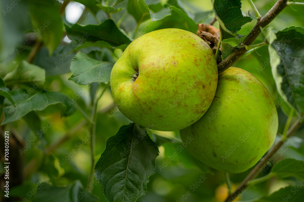 Two delicious green apples on a tree branch. Organic apples concept. Healthy food concept.