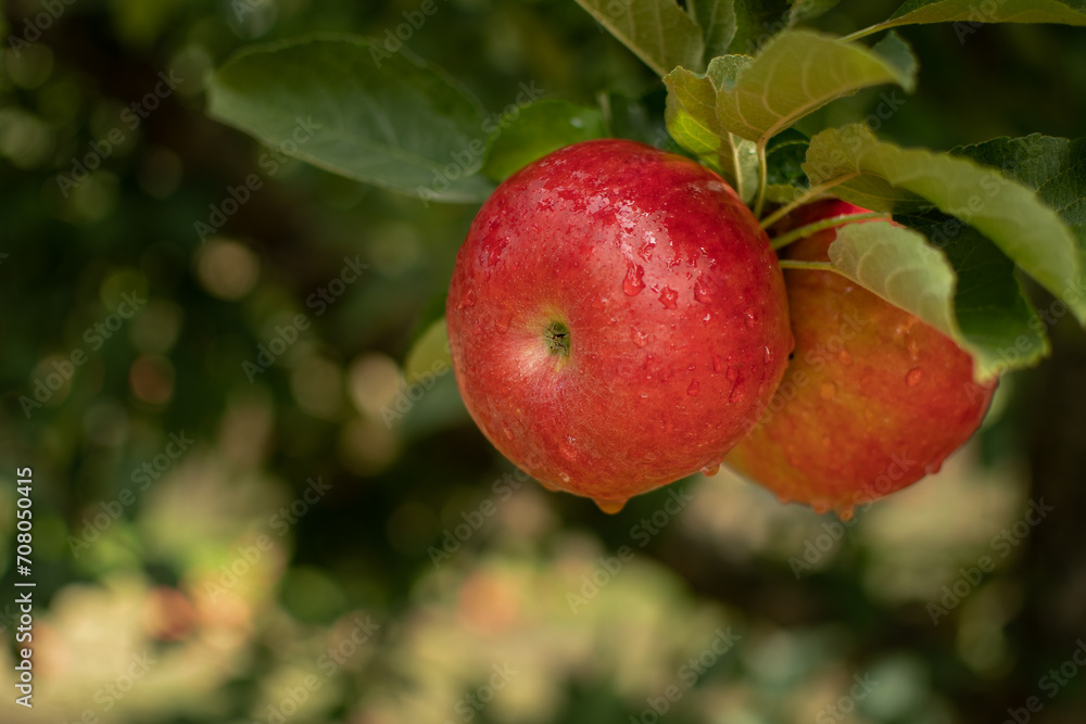 Delicious red apples with water drops on it. Water drops on red apples. Organic apples concept. Delicious red apples with water drops on it. Water drops on red apples. Organic apples concept.