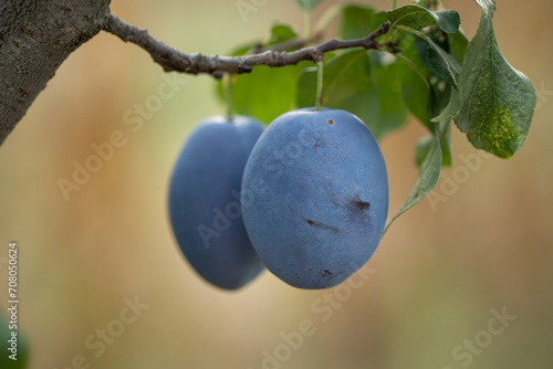 Two organic plums on a branch. Organic fruits concept.  photo