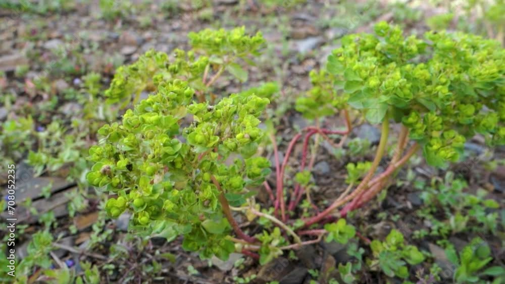 Euphorbia helioscopia, the sun spurge or madwoman's milk, thrives in Himalayan meadows, Uttarakhand, India. Euphorbia helioscopia, the sun spurge or madwoman's milk, thrives in Himalayan meadows, Uttarakhand, India.