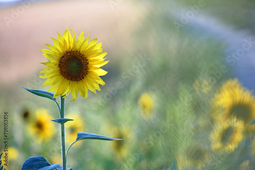 large yellow sunflower for background. Yellow sunflowers in sunlight. good harvest concept  bright sunny flower. farming  vegetable garden  field  growing seeds for oil. close-up. soft focus