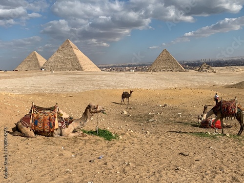 Camel caravan resting in the desert near the Egyptian Pyramids  Giza.