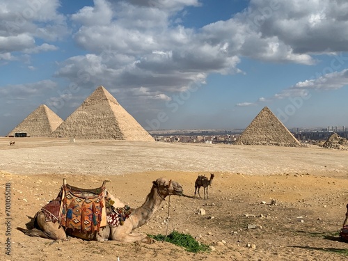 Camel caravan resting in the desert near the Egyptian Pyramids  Giza.