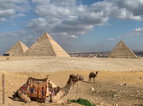 Camel caravan resting in the desert near the Egyptian Pyramids, Giza.