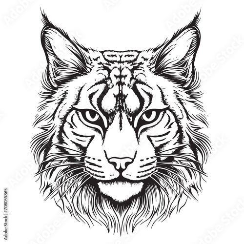 Lynx. Sketch, drawn, graphic portrait of a lynx head