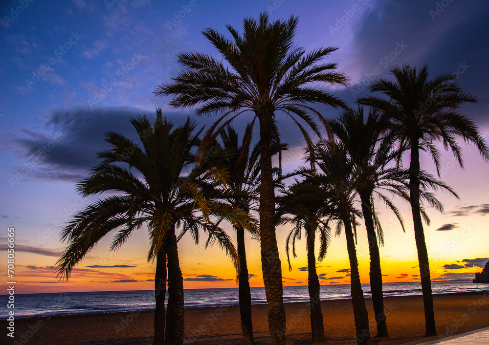 Picture postcard view of tall palm trees on an empty sandy beach on Mediterranean Coast on sunset in Benidorm, Spain