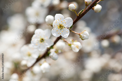 cherry. White flowers. flowering branch in the garden. delicate spring flowers on blooming trees. macro photo, delicate flowering. soft focus. beauty of nature. close-up. Cherry tree in Spring time