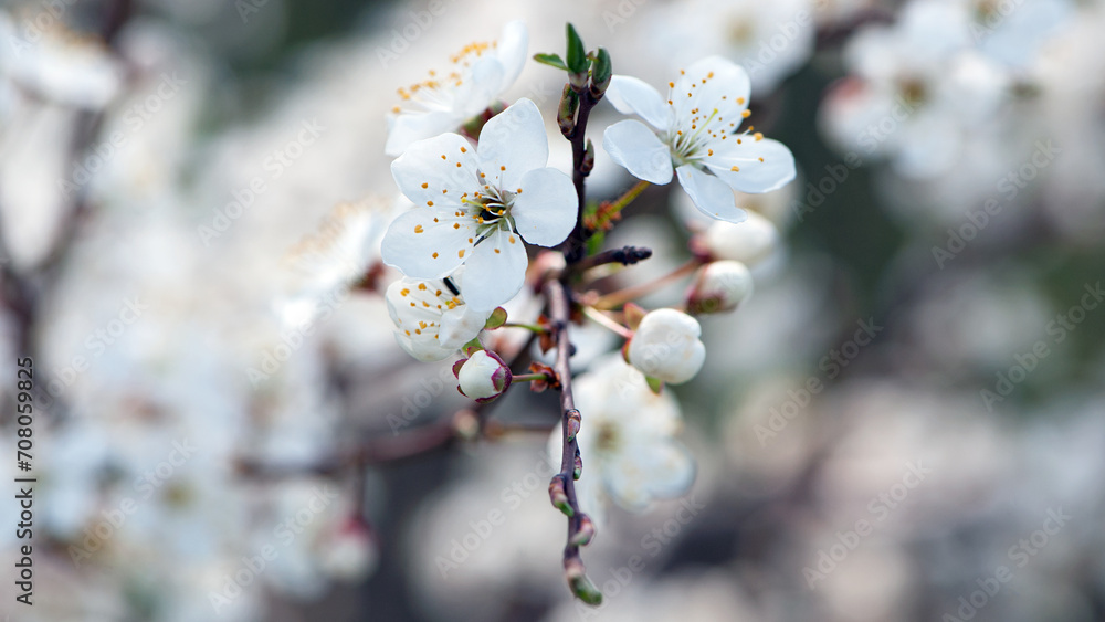 Twig of flowering blackthorn, Prunus spinosa, in spring. white flowers, natural floral background. delicate spring flowers, close-up. spring natural background, flowering tree. macro photo