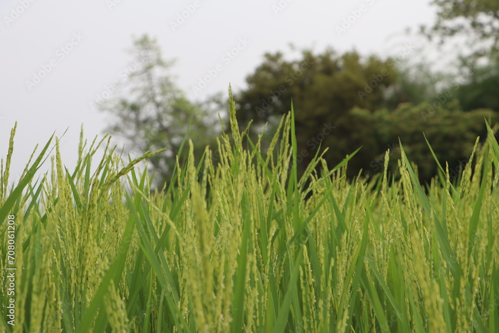 Green Rice Field in Village charming scenery fpr Wallpaper HD Green Rice Field in Village charming scenery fpr Wallpaper HD