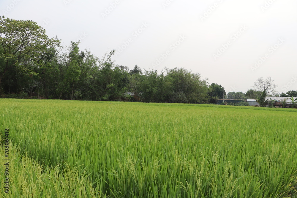 Green Rice Field in Village charming scenery fpr Wallpaper HD Green Rice Field in Village charming scenery fpr Wallpaper HD