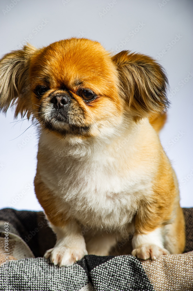 Close-up of Pekingese dog isolated on white background Close-up of Pekingese dog isolated on white background
