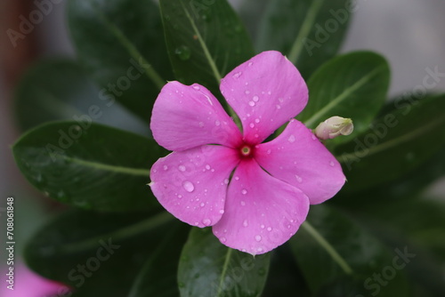 Beautiful Pink Flower HD Wallpaper and Desktop background Calendar Photo