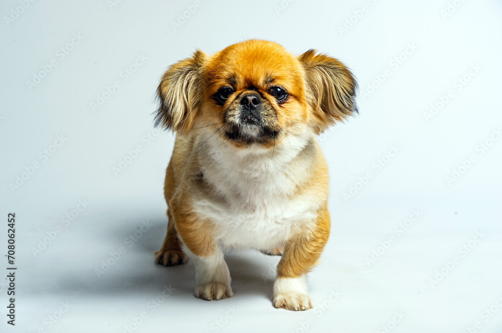 Close-up of Pekingese dog isolated on white background Close-up of Pekingese dog isolated on white background