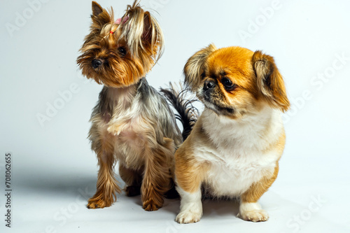 Pekingese and Yorkshire, two lady dogs together. Isolated on gray.