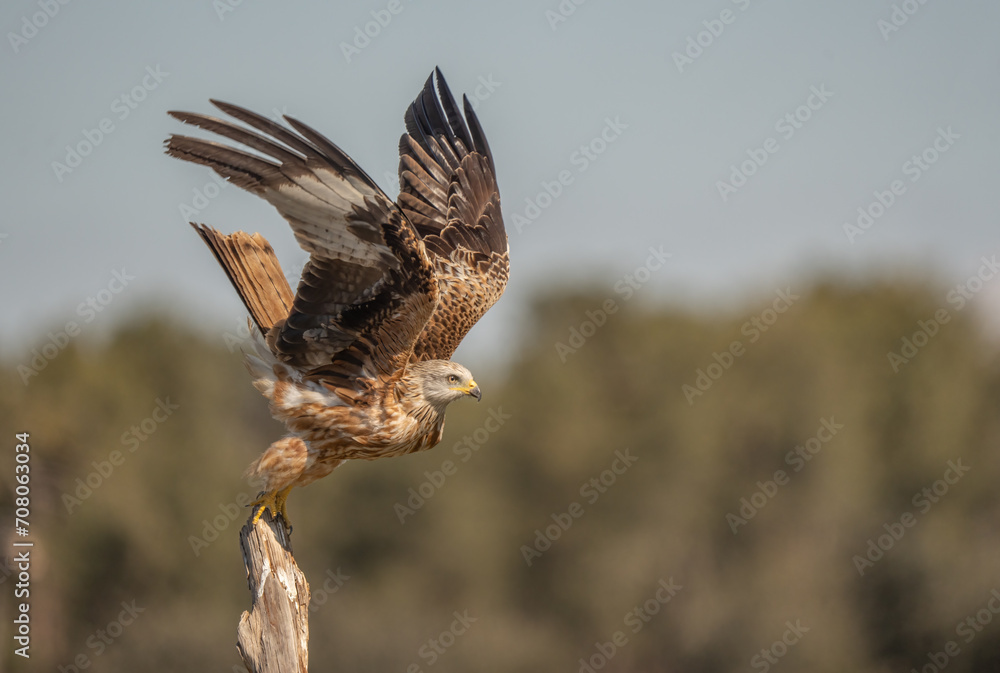Obraz premium red kite taking off from the trunk
