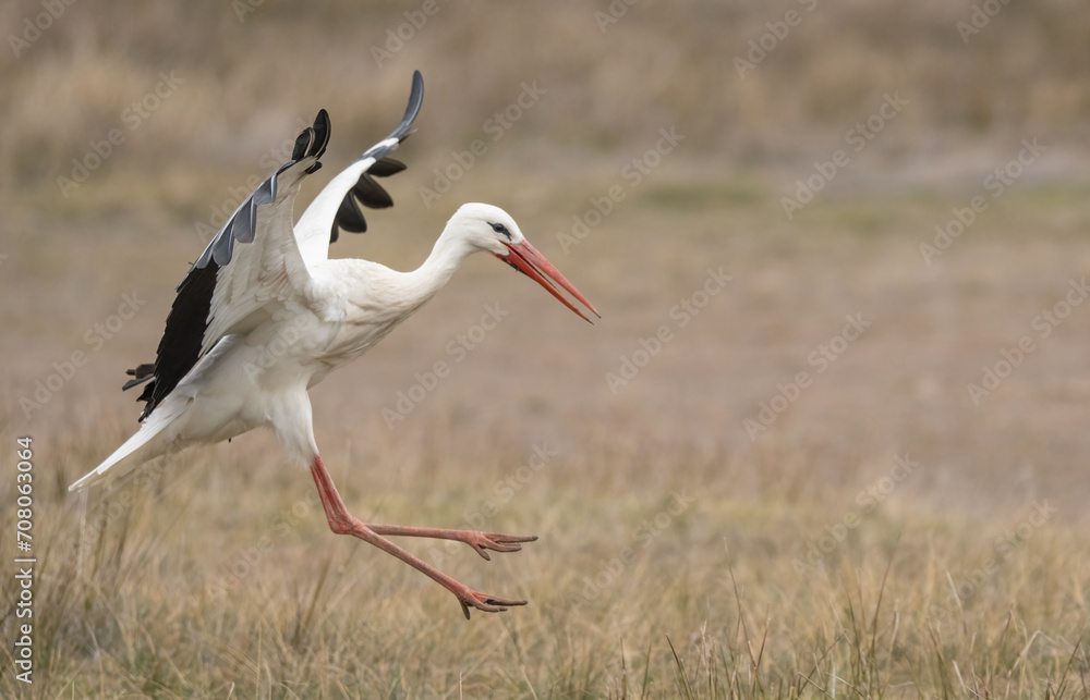 Obraz premium the white stork landing on the ground 