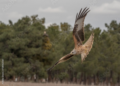 red kite in flight  © ezequiel