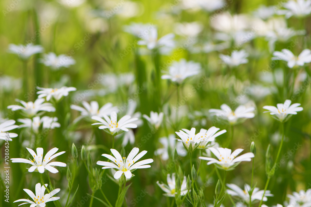 Stellaria holostea. delicate forest flowers of the chickweed, Stellaria holostea or Echte Sternmiere. floral background. white flowers on a natural green background. close-up. soft focus Stellaria holostea. delicate forest flowers of the chickweed, Stellaria holostea or Echte Sternmiere. floral background. white flowers on a natural green background. close-up. soft focus