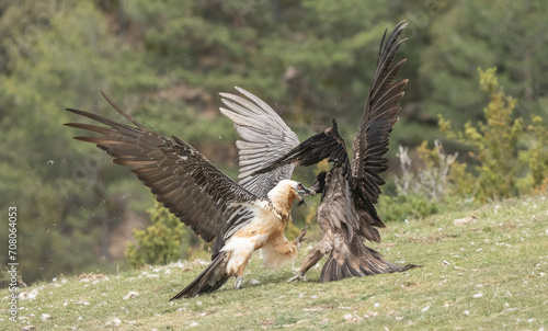 Canvas Print bearded vultures in fight on the ground