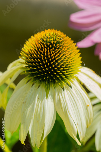 yellow flower