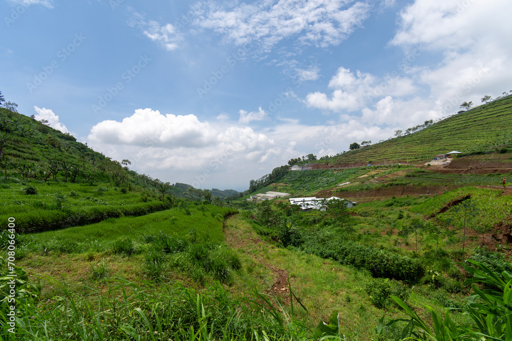 Fototapeta premium Green field and blue sky with cloud in the morning, Indonesia