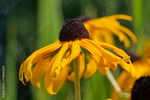 the yellow flower after blossom photo