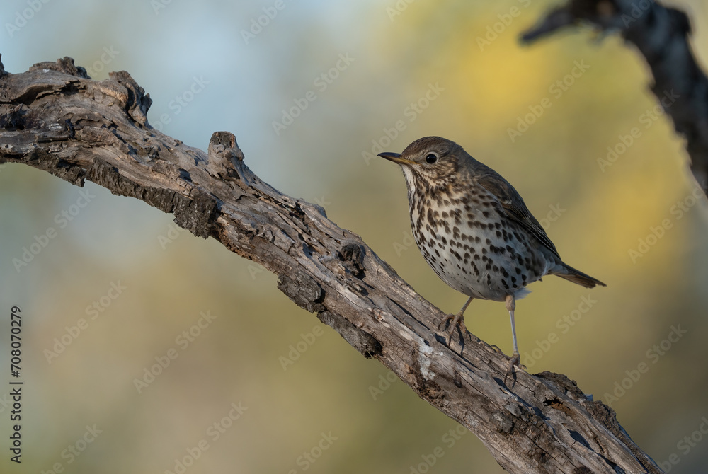 Fototapeta premium song thrush on the branch 
