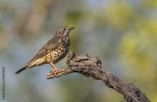 song thrush on the branch 