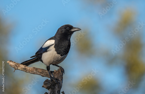 The eurasian magpie in the tree	
