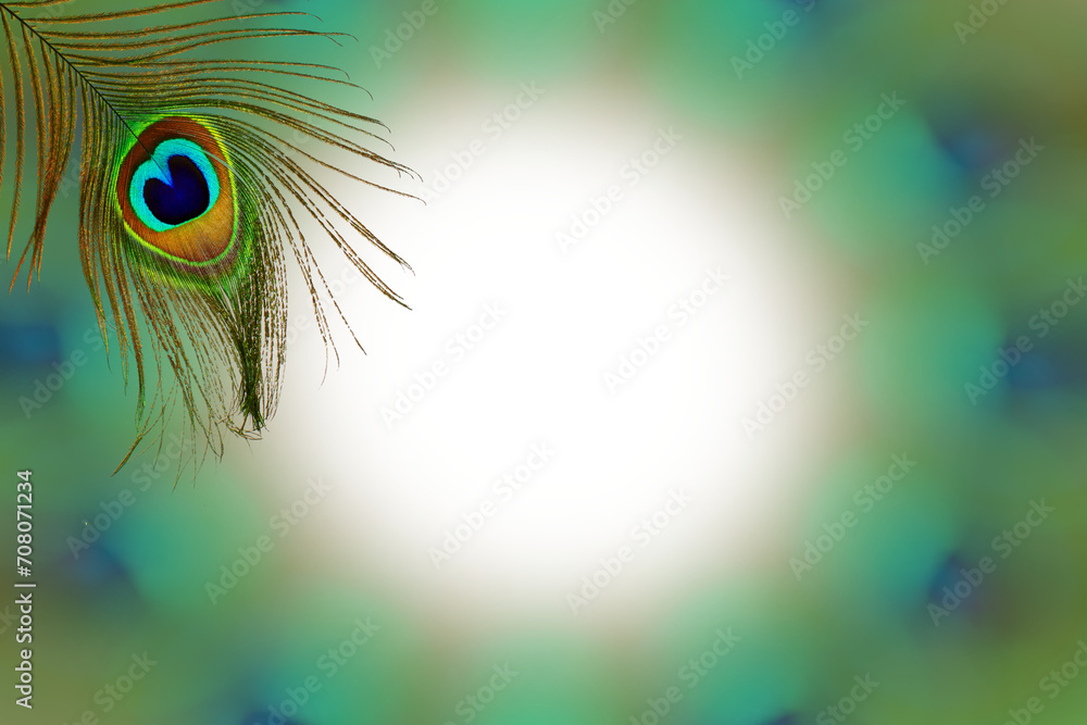 Obraz premium colorful peacock feather texture design in blurs circle cutout in transparent background,png format,text copy space