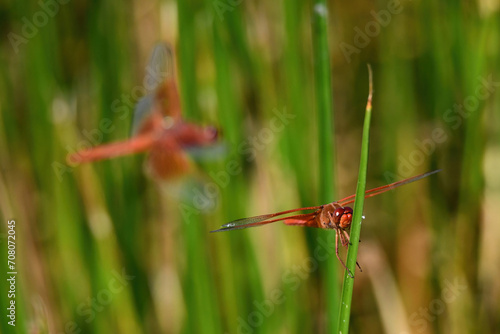 Dragonflies at a Pond
