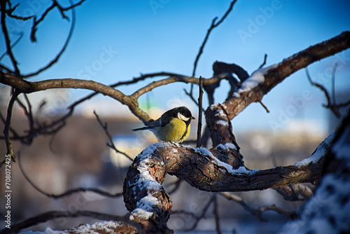 Beautiful background image of a wild robin Erithacus rubecula with stunning colors and a monarch butterfly Danaus plexippus standing on a branch. Tiny and cute bird looking at a prey photo
