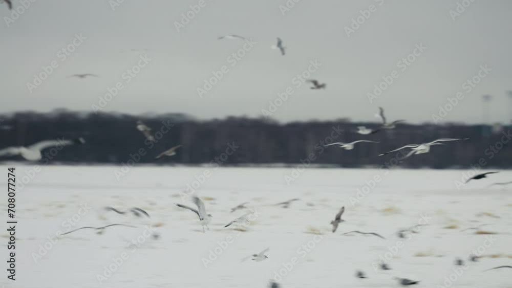 Migratory spectacle as countless birds fly above a frozen river Migratory spectacle as countless birds fly above a frozen river