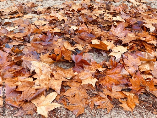 Golden brown orange yellow fallen leaves carpet. Autumn leaf background. Fried leaves on the ground after rain