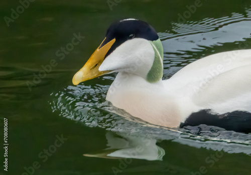 Male Edier duck swimming in the water 