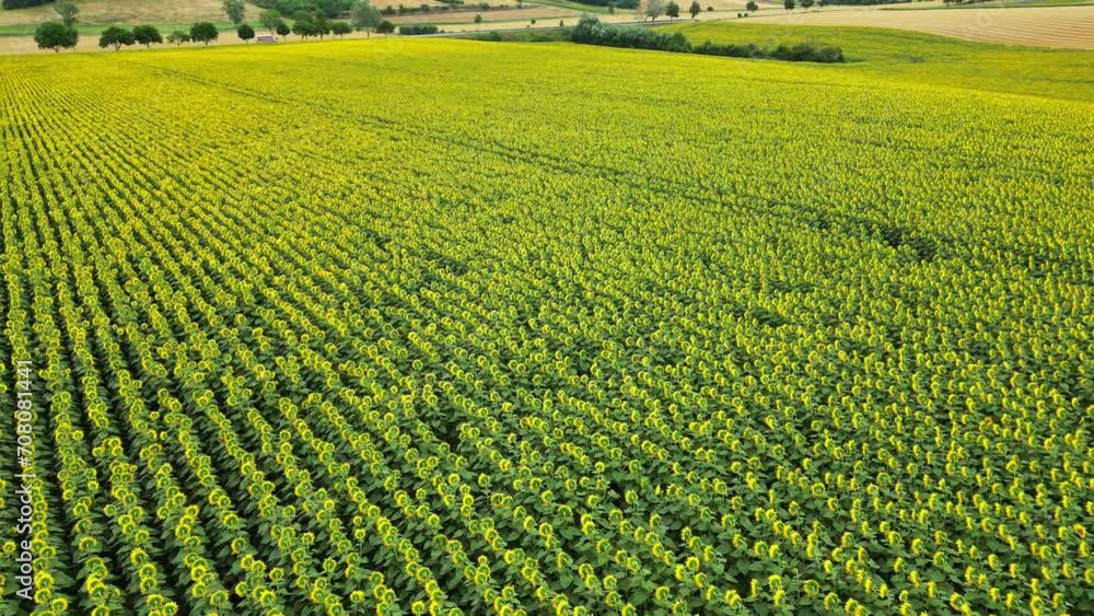 Agriculture. Aerial view of sunflowers. Harvesting Sunflower Seeds in agriculture. Aerial view of yellow flowers on summer sunshine. Windmills in a agriculture sunflower crop field. Agriculture. Aerial view of sunflowers. Harvesting Sunflower Seeds in agriculture. Aerial view of yellow flowers on summer sunshine. Windmills in a agriculture sunflower crop field.