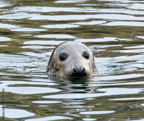 Harbour seal with head above water and big eyes looking at the camera